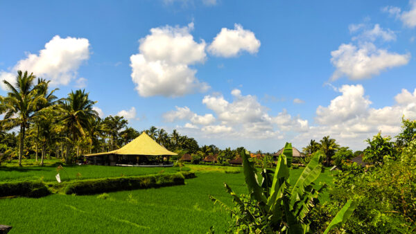 Ubud's Rice fields