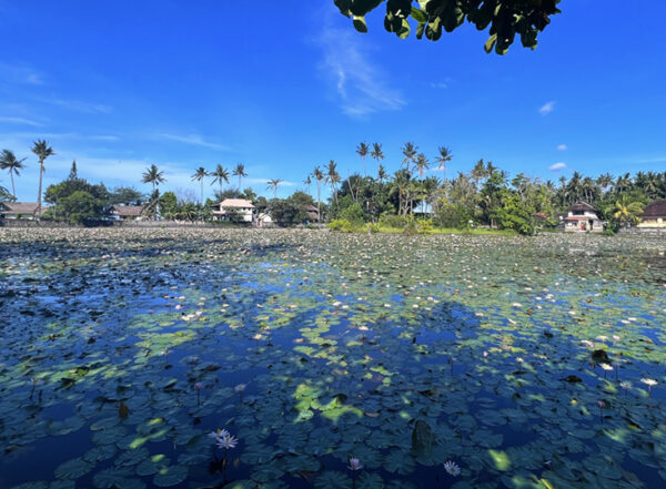 Bali Lilly pond