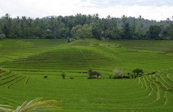 Tegalalang Rice Terraces - Bali Guide