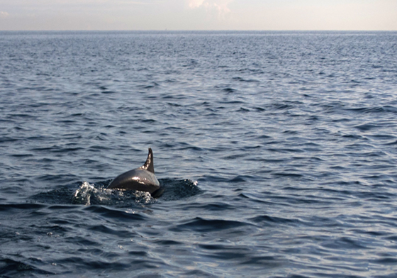 Dolphins in Bali