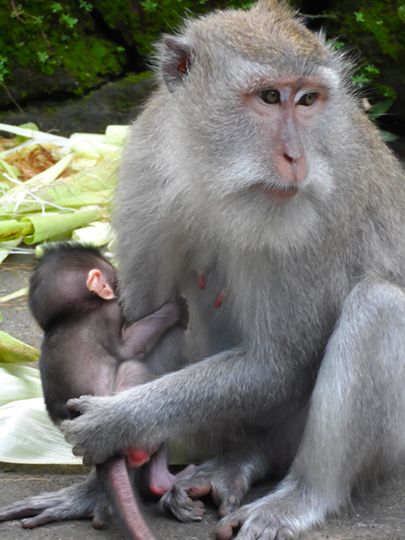 Monkey with baby