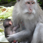 Monkey Forest - Bali Guide