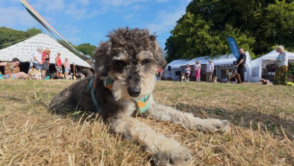 Dora lying in the grass with the dog show tent and other dogs in the background